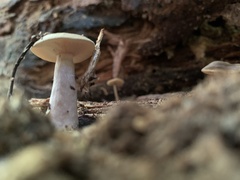 Simocybe centunculus