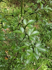 Citrus trifoliata
