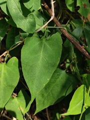 Reynoutria multiflora