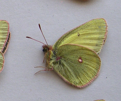 Colias gigantea