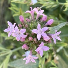Pentas lanceolata