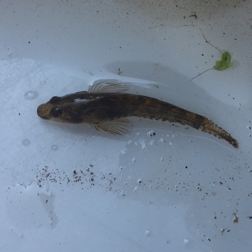 Proterorhinus semilunaris