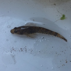 Proterorhinus semilunaris