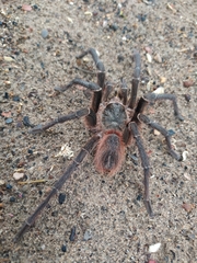 Acanthoscurria natalensis