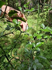 Citrus trifoliata