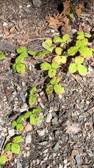 Rubus hispidus