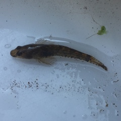 Proterorhinus semilunaris