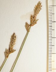 Carex exilis