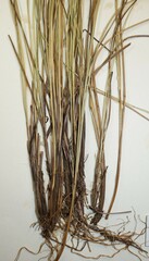 Carex exilis