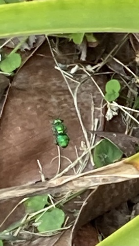 Dilemma Orchid Bee photo 5