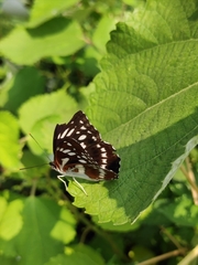 Limenitis sulpitia