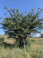Vachellia schaffneri