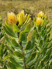 Leucospermum oleifolium