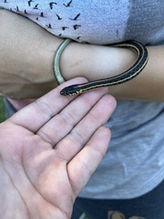 Thamnophis radix