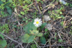 Bellis sylvestris