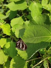 Limenitis sulpitia