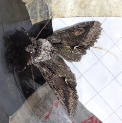 Allophyes oxyacanthae