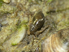 Physa