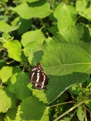 Limenitis sulpitia