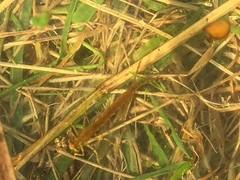 Erythromma najas