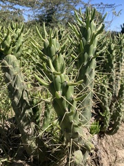 Austrocylindropuntia subulata