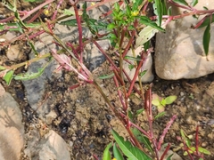Ludwigia prostrata