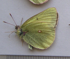 Colias gigantea