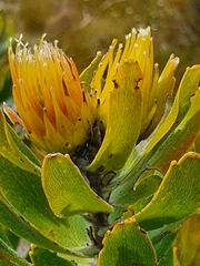 Leucospermum oleifolium