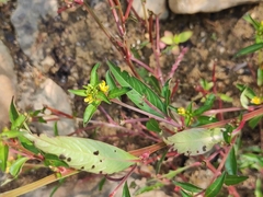 Ludwigia prostrata