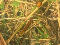 Erythromma najas