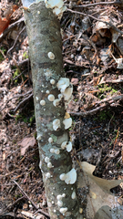 Trametes conchifer