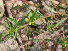Ludwigia prostrata