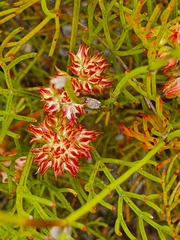 Serruria rubricaulis