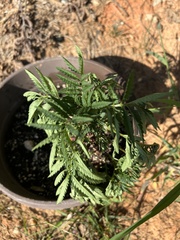 Tagetes minuta