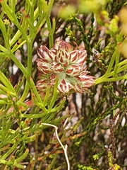 Serruria rubricaulis
