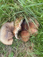 Paxillus cuprinus