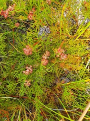 Serruria rubricaulis