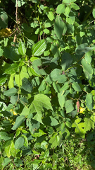 Impatiens pallida