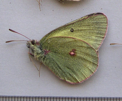 Colias gigantea