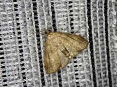 Elophila turbata