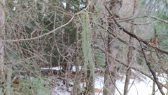 Usnea dasopoga