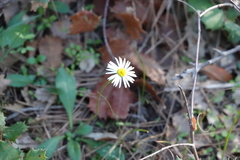 Bellis sylvestris