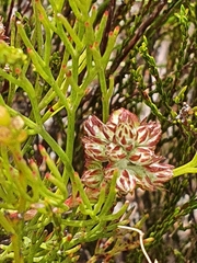 Serruria rubricaulis