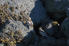 Plectrophenax nivalis