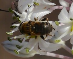 Eristalini