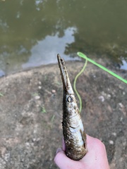 Lepisosteus platostomus