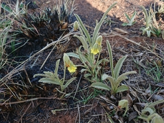 Hermannia lancifolia