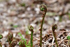 Dryopteris dilatata
