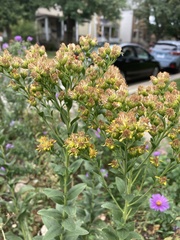 Solidago riddellii