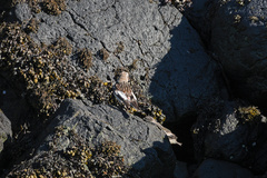 Plectrophenax nivalis